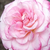 Pink - Miniature rose - Portofino